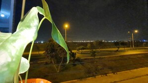 Vista nocturna desde una ventana, con una planta en maceta al frente y una calle iluminada con farolas al fondo.