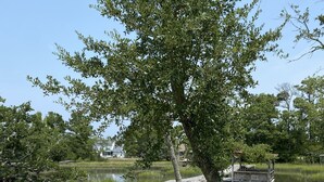 Ein hölzerner Steg führt zu einem Steg über einem Teich, umgeben von Bäumen und grünen Flächen.