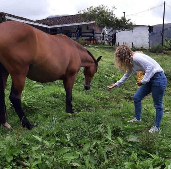 A person interacting with a horse in a grassy area with buildings in the background.