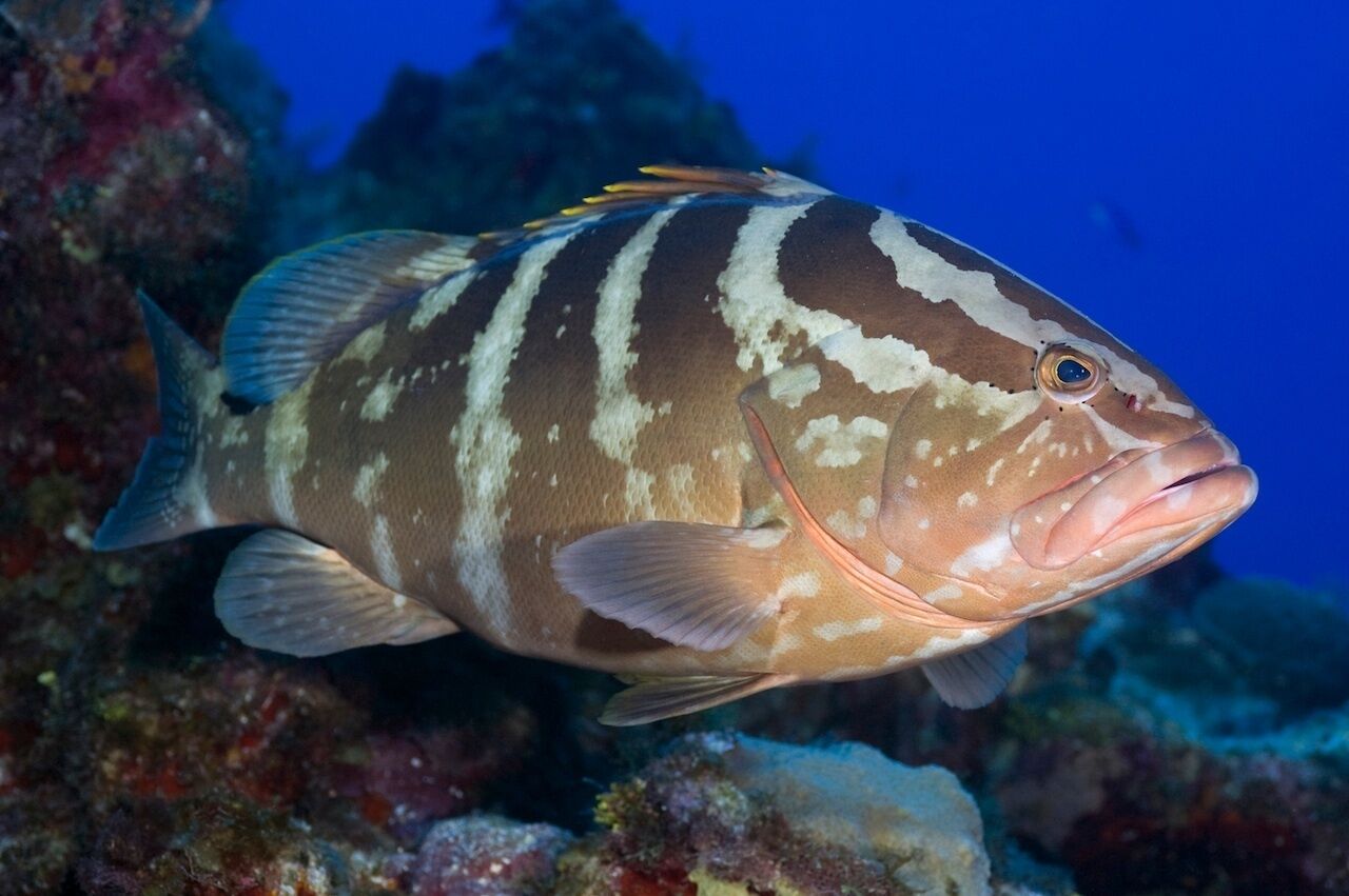 A fish with distinctive white and brown stripes swimming near a coral reef.
