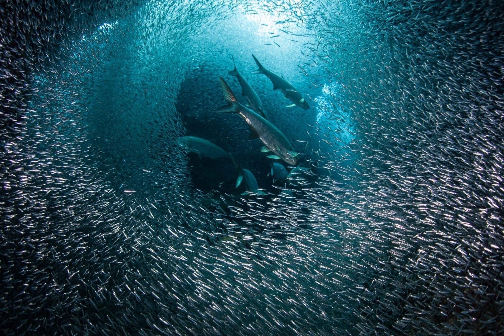 Scena subacquea con un pesce grande e banchi di pesci più piccoli.