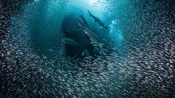 Scena subacquea con un pesce grande e banchi di pesci più piccoli.