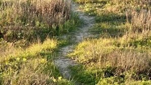 Camí costaner que discorre cap al mar, flanquejat per zones enjardinades.