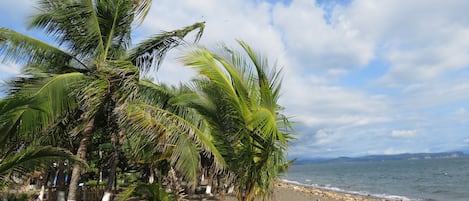 A beach with palm trees and a wooden post.