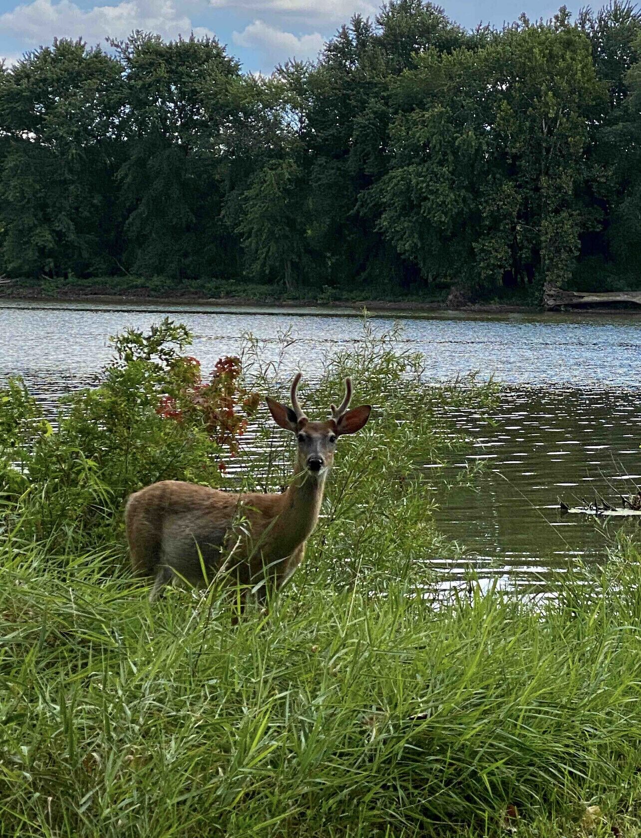 A deer standing in tall grass near a body of water with trees in the background.