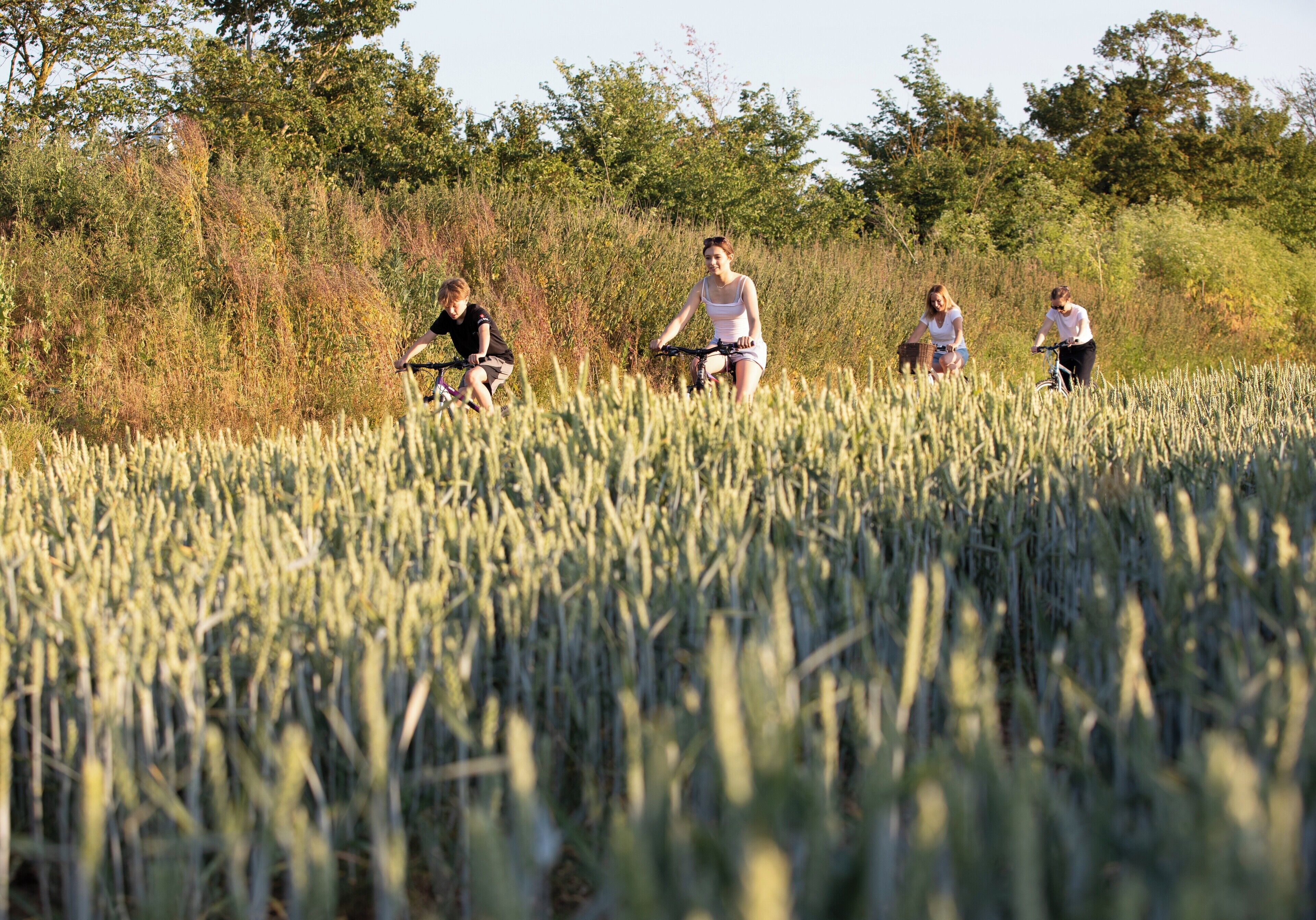 A group of people riding bicycles through a field of tall grass.