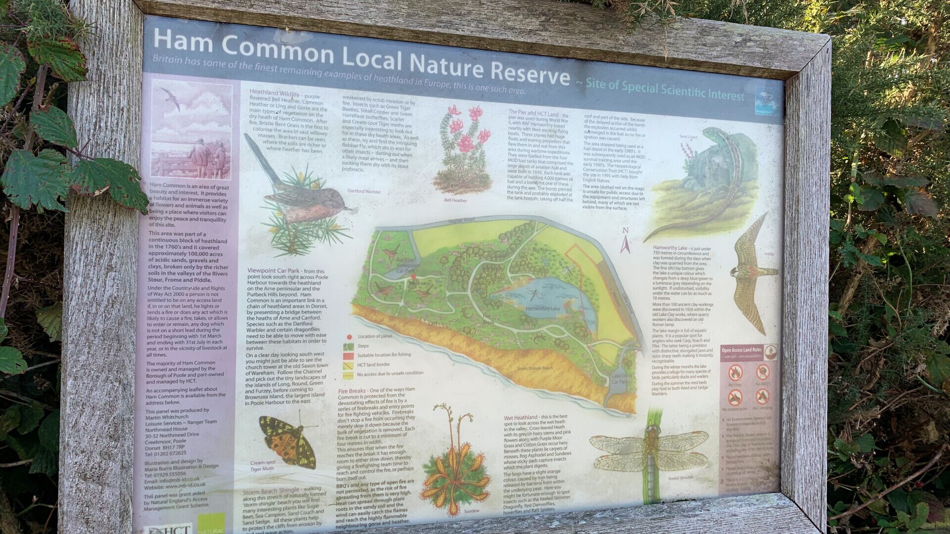 Detaljeret informationsskilt om Ham Common Lokalt Naturreservat, der fremhæver dets videnskabelige værdi og træk som Harmworthy Sø og varieret dyreliv.