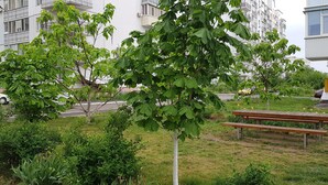 Un quartier résidentiel avec un immeuble d’appartements blanc, un arbre, un banc et une voiture garée.