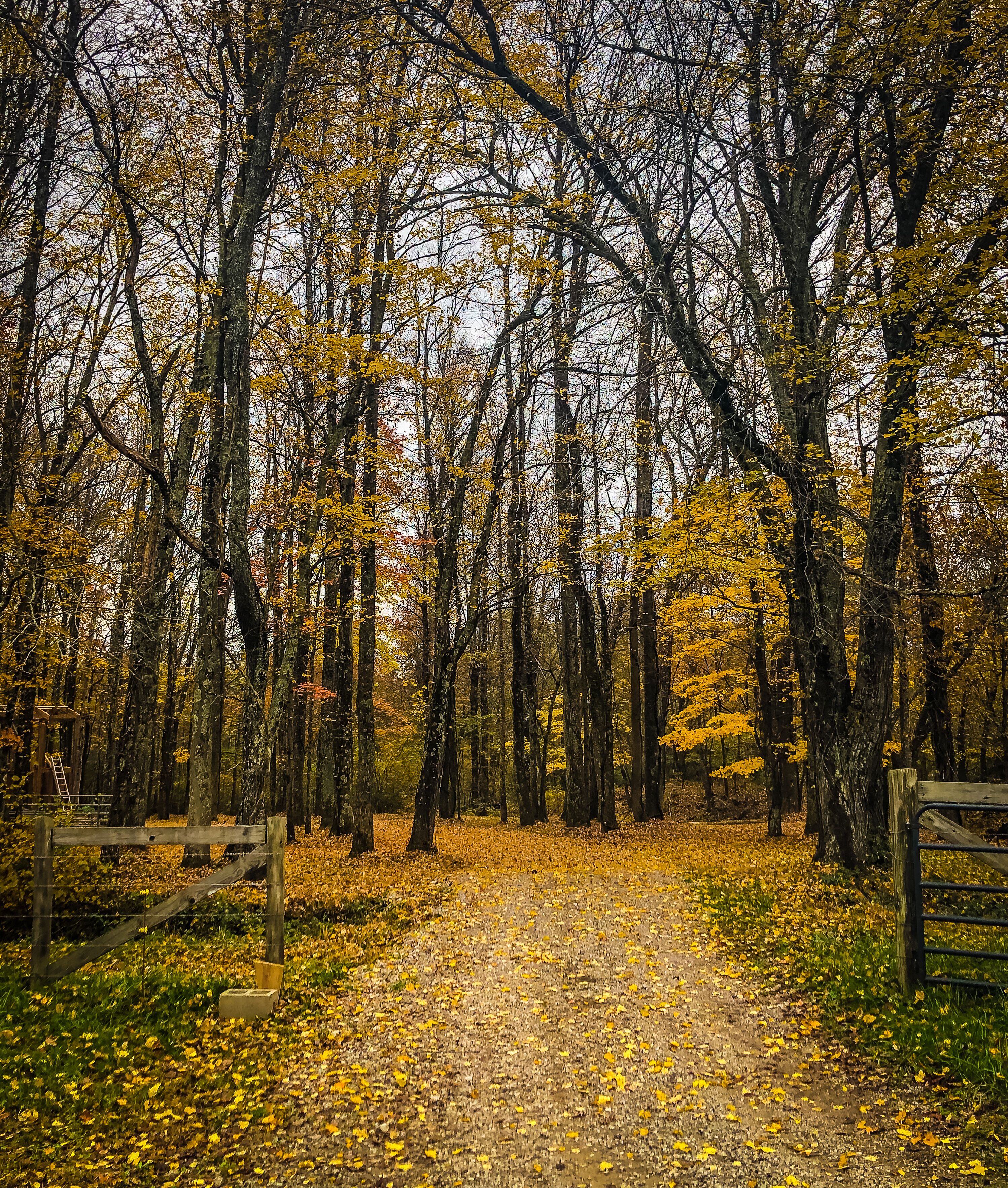 Un sendero en el bosque con hojas amarillas, rodeado de árboles y una valla de madera.