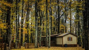 A cabin surrounded by tall trees with yellow leaves, a wooden deck, and a small porch. - Private - Secluded Cabin, close to Windrock (Oliver Springs)