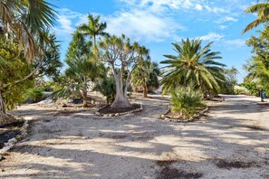 Un jardin avec des palmiers et un chemin de gravier.