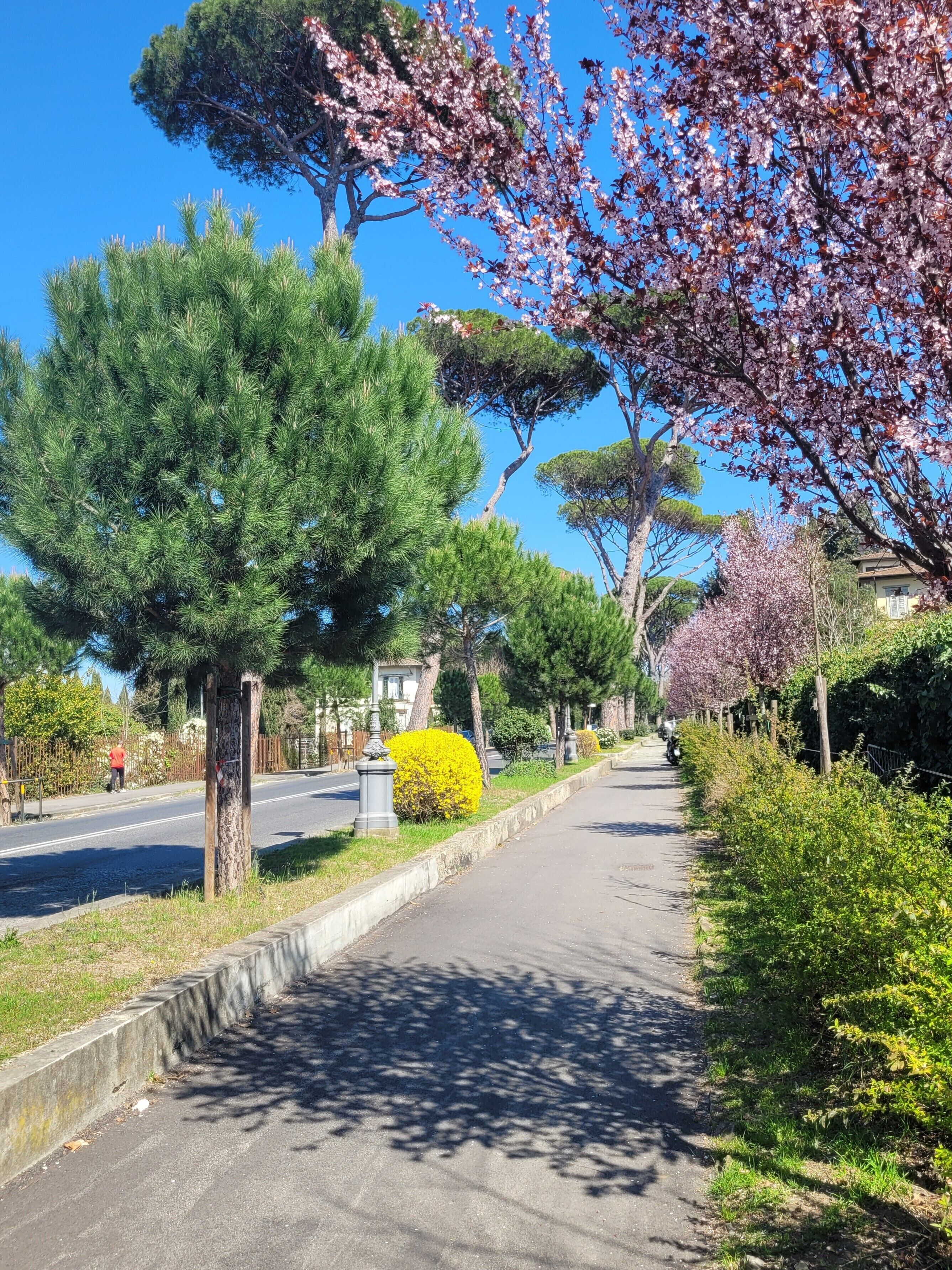 Eine von Bäumen gesäumte Straße mit blauem Himmel.