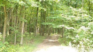 A forested path with tall trees and dense underbrush.