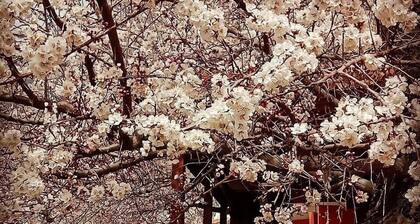 Northern Sapphire Hunza