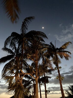 Escena nocturna con palmeras y una luna visible.