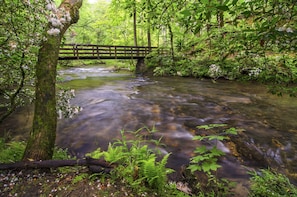 Uma ponte de madeira sobre um riacho límpido em uma área arborizada.