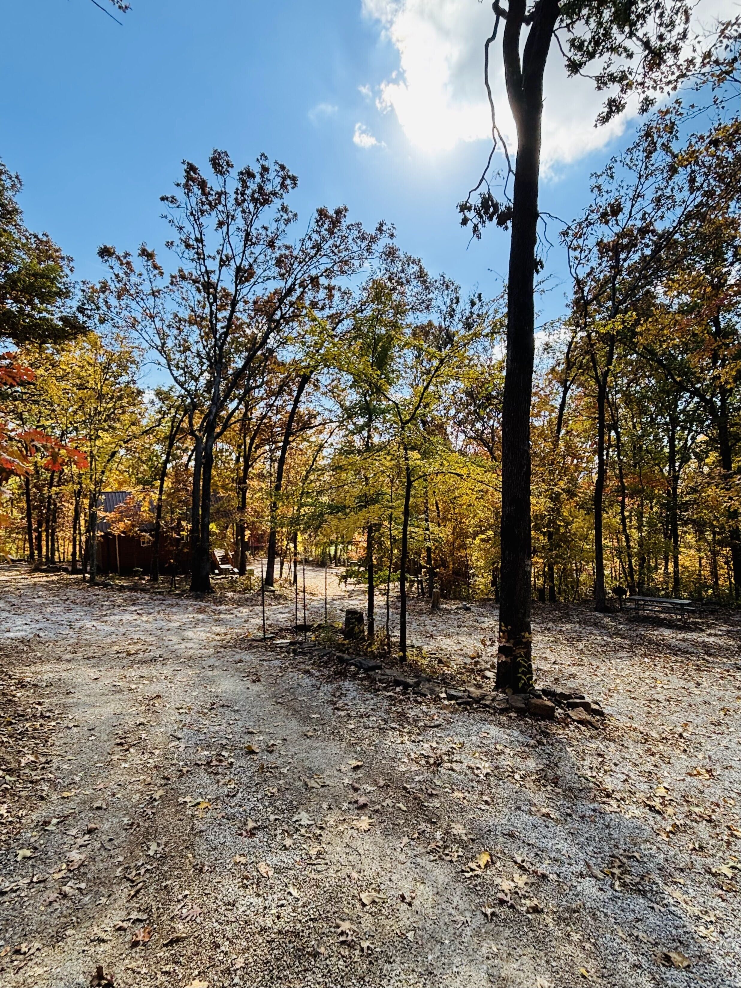 A forested area with trees and a dirt path.