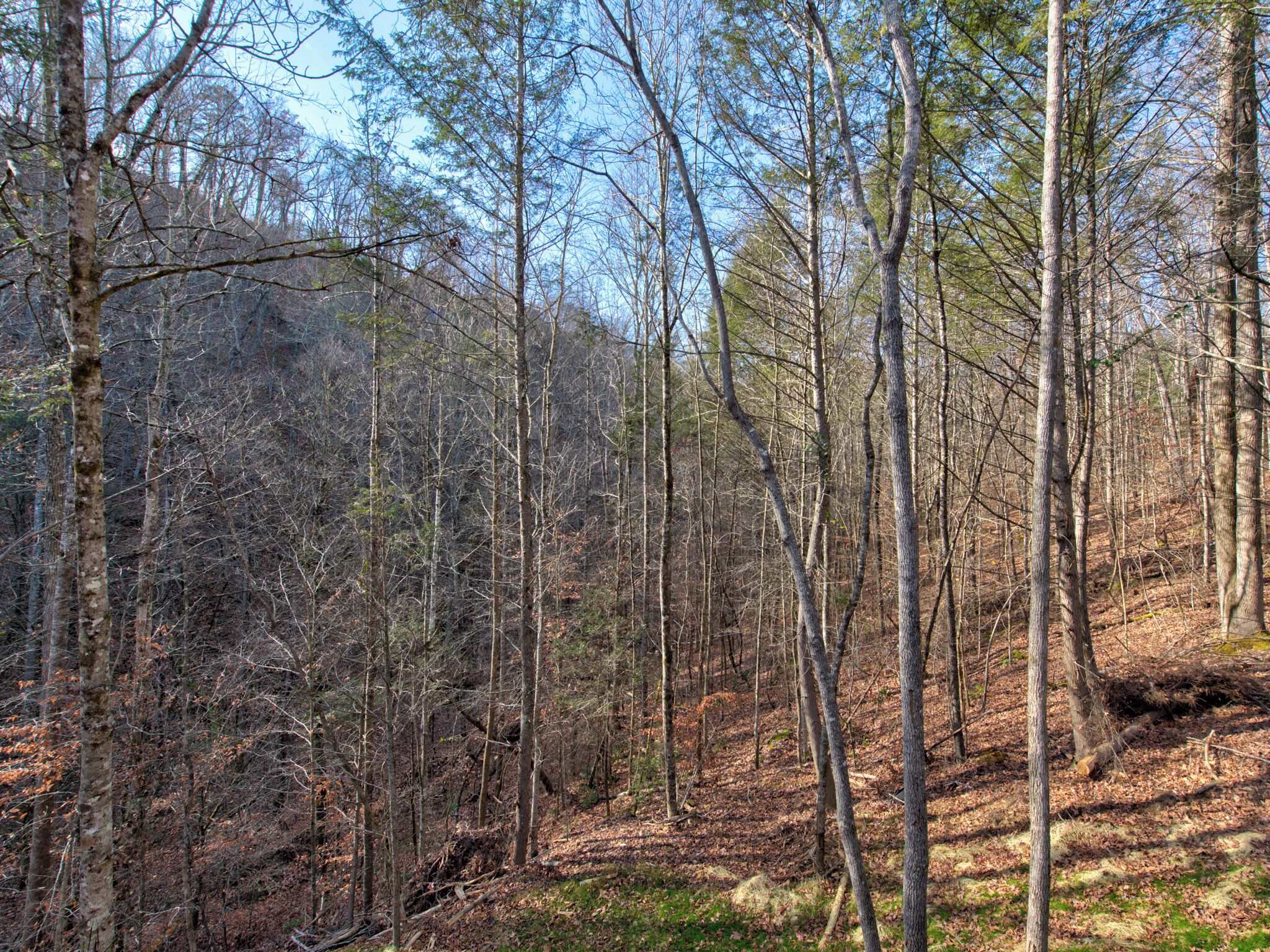 A forest with tall trees and a ground covered in fallen leaves.