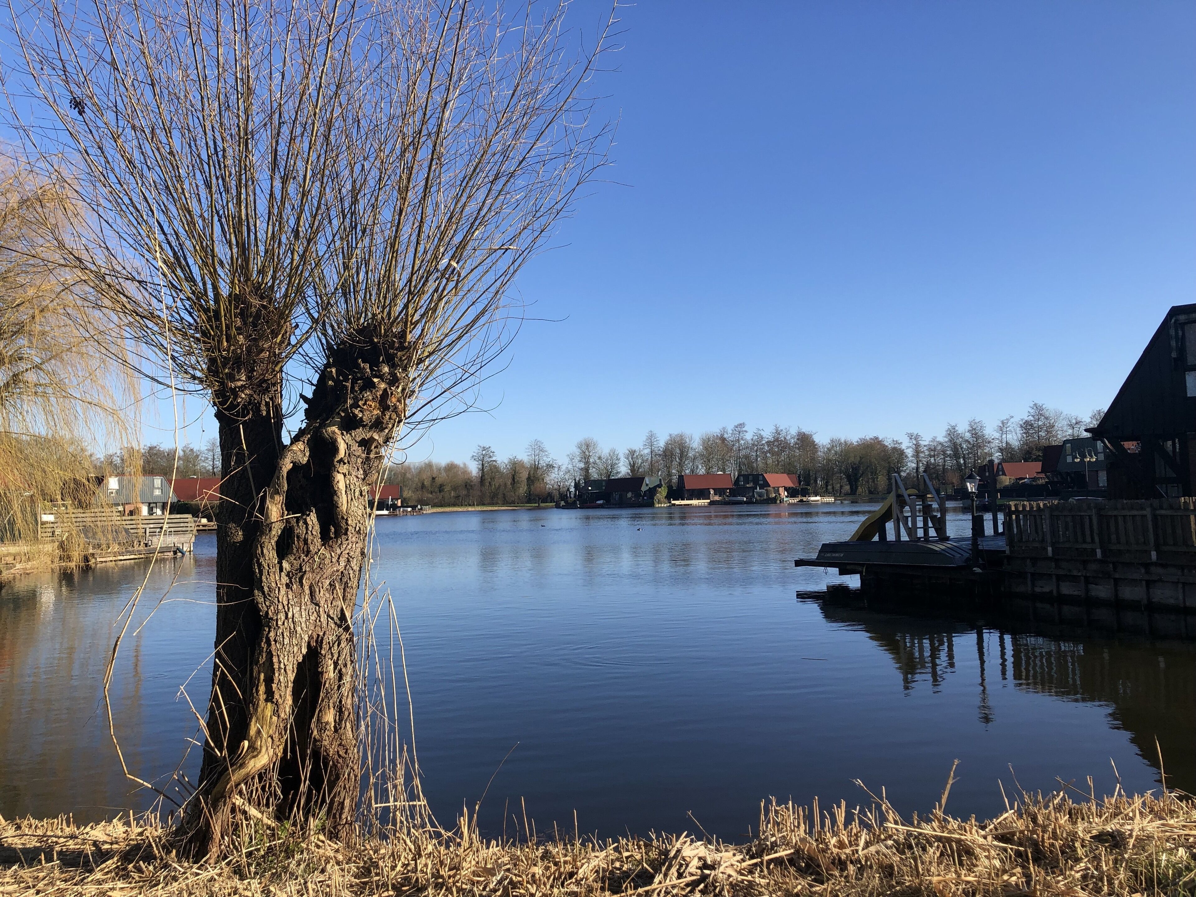 Ein ruhiger Fluss mit einem Baum im Vordergrund, einem Steg und Gebäuden im Hintergrund.