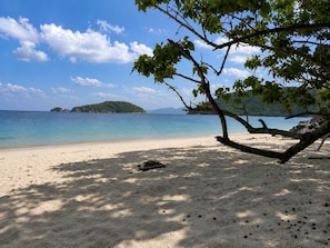 Une plage avec un ciel dégagé, un rivage sablonneux et un arbre au premier plan.