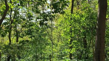Une zone boisée avec un sentier de terre et une balançoire faite d’un pneu suspendu à un arbre.
