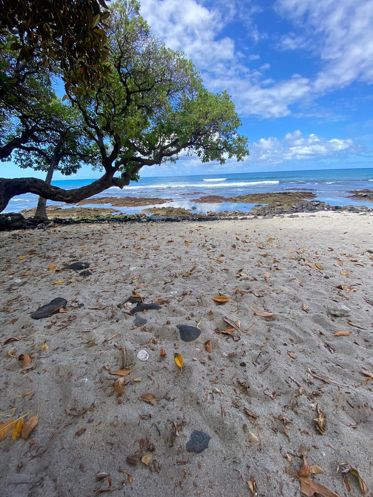Una playa con un árbol grande, hojas dispersas y costa rocosa.