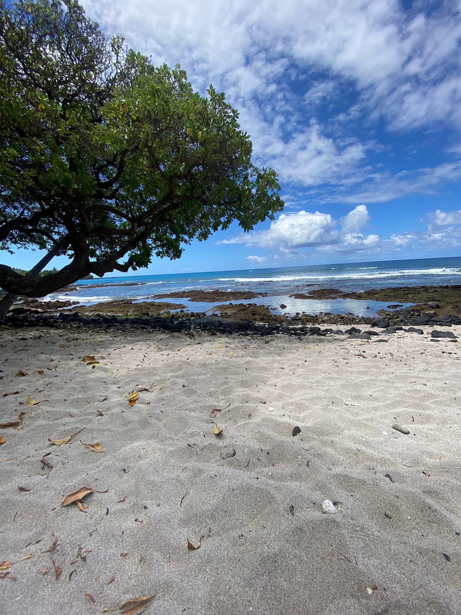 A beach with a large tree, rocky shoreline, and clear blue sky.