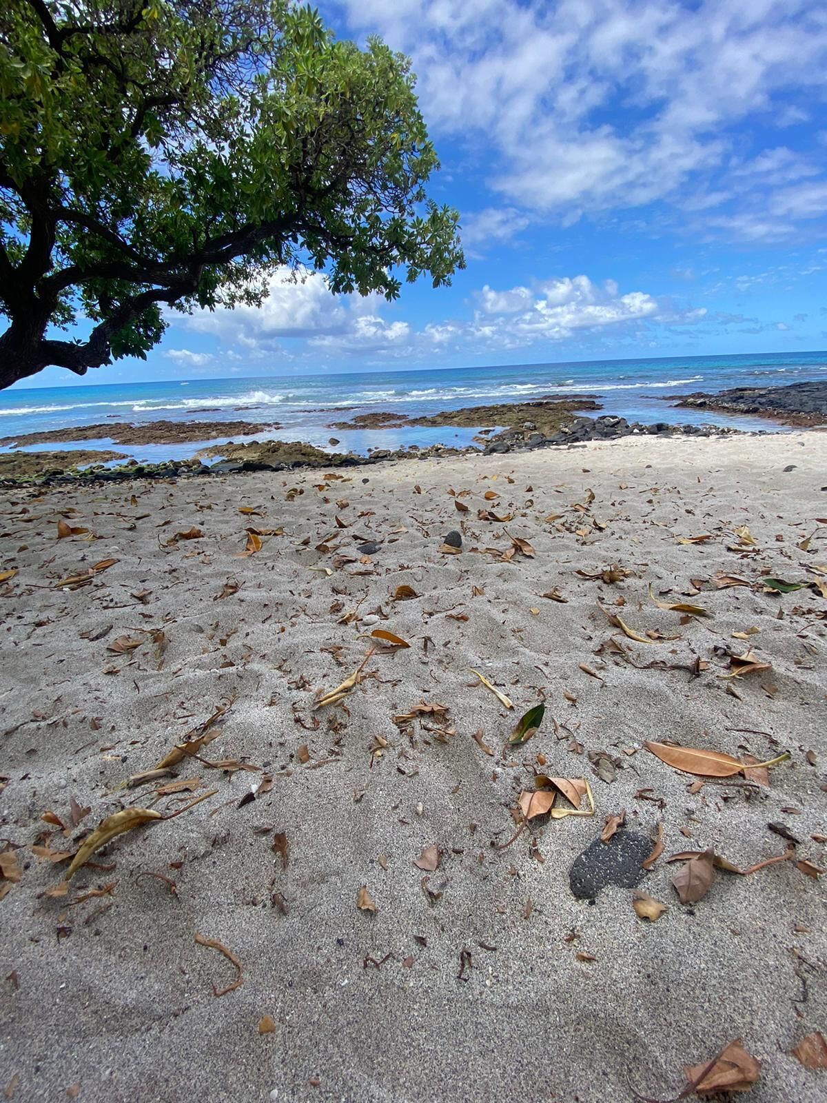 Ein Strand mit verstreuten Blättern, einem Baum und einer felsigen Küstenlinie unter einem teilweise bewölkten Himmel.