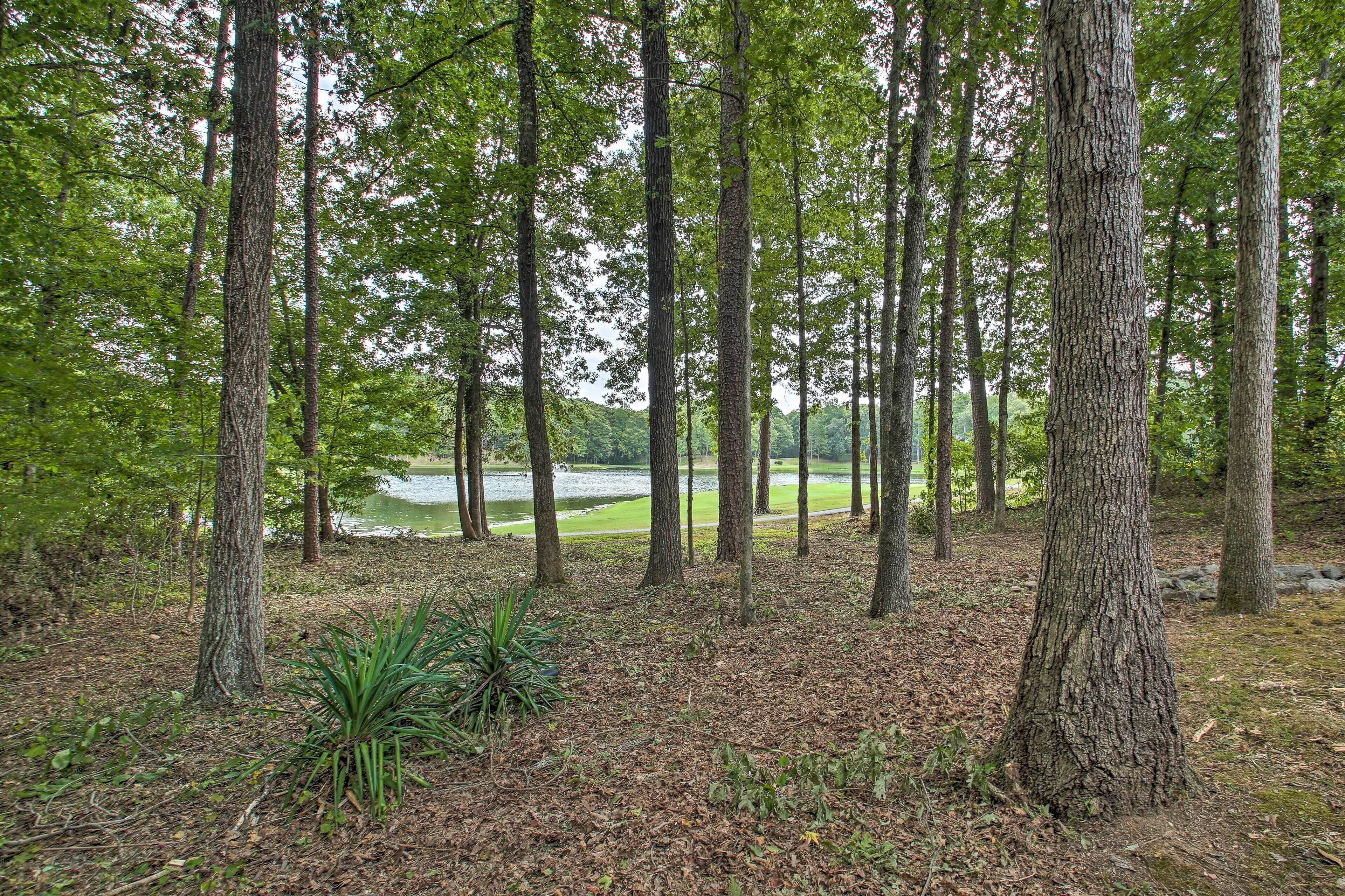 A forested area with tall trees and a lake in the background.