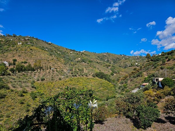 Un cerro con edificios dispersos, cielo despejado y un primer plano de vegetación.