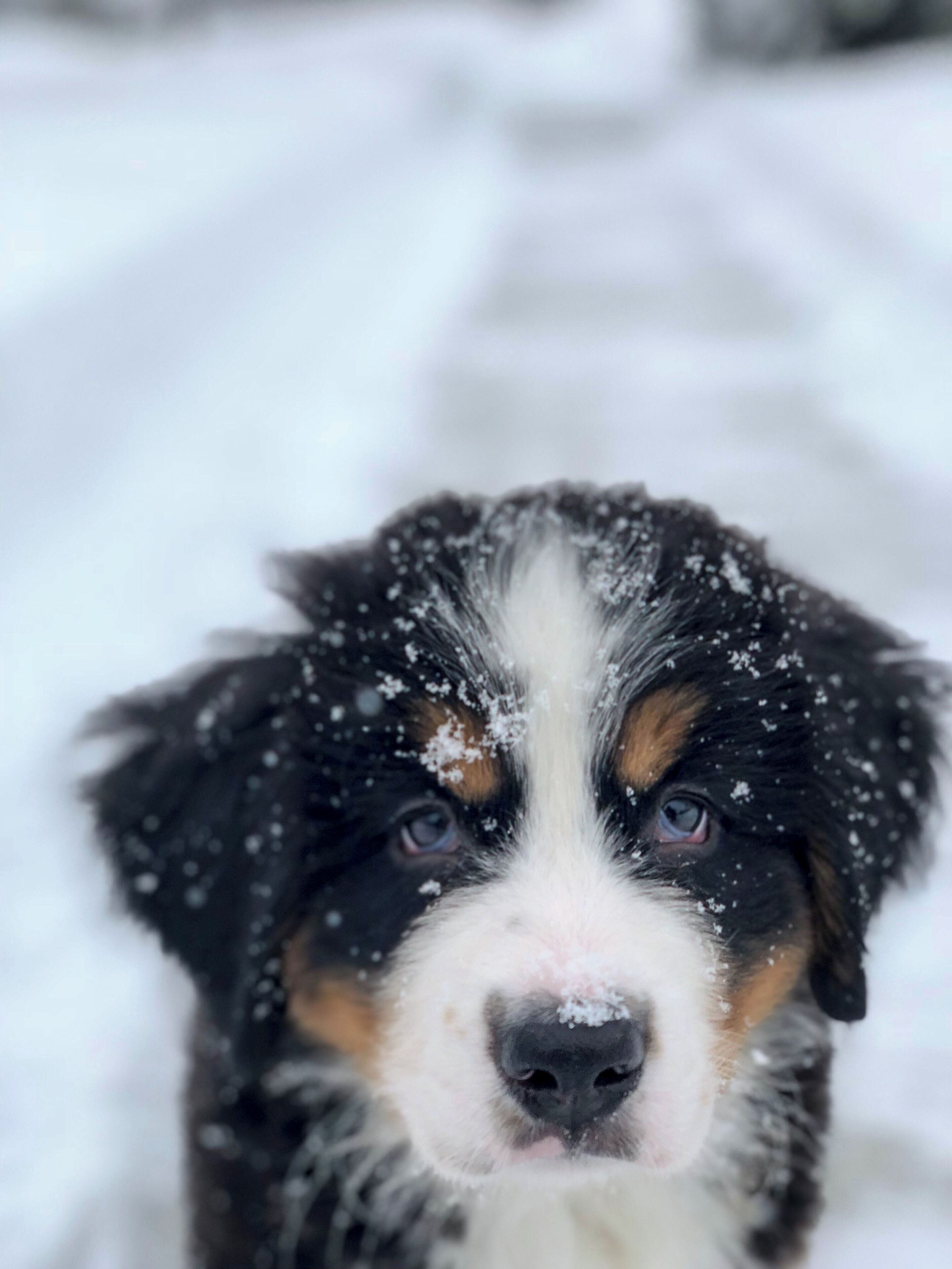 A close-up of a dog with snowflakes on its fur.