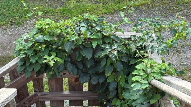 Escadaria de madeira com corrimão de madeira, em meio à vegetação verde.