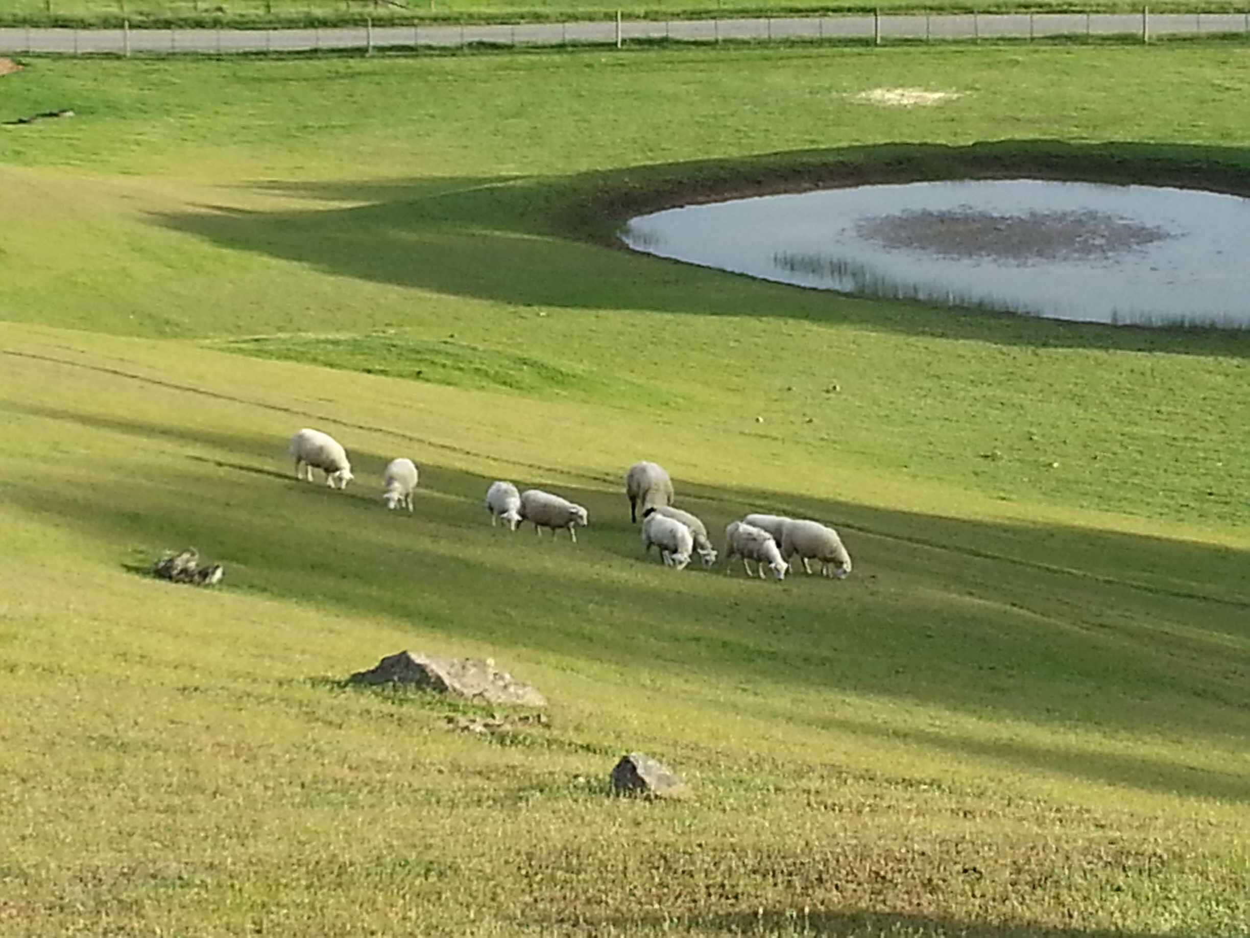 Un champ verdoyant avec un étang et un troupeau de moutons qui paissent.