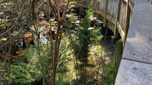 A wooden bridge over a stream in a forested area. - Cozy and Secluded 2BR / 2BA fully equipped condo just a short walk to the beach  (Fernandina Beach)