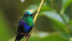 منوع