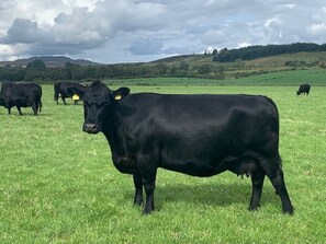 A black cow in a grassy field with other cows in the background.