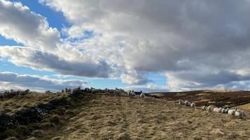 Cottage, 1 Queen Bed | Miscellaneous