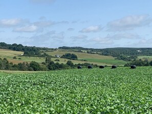 Ferienhaus, 1 Queen-Bett | Verschiedenes