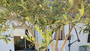 A wooden deck with a dining table and chairs, surrounded by a garden with a tree and various plants. - At the gateway to the ocean (Penmarch)