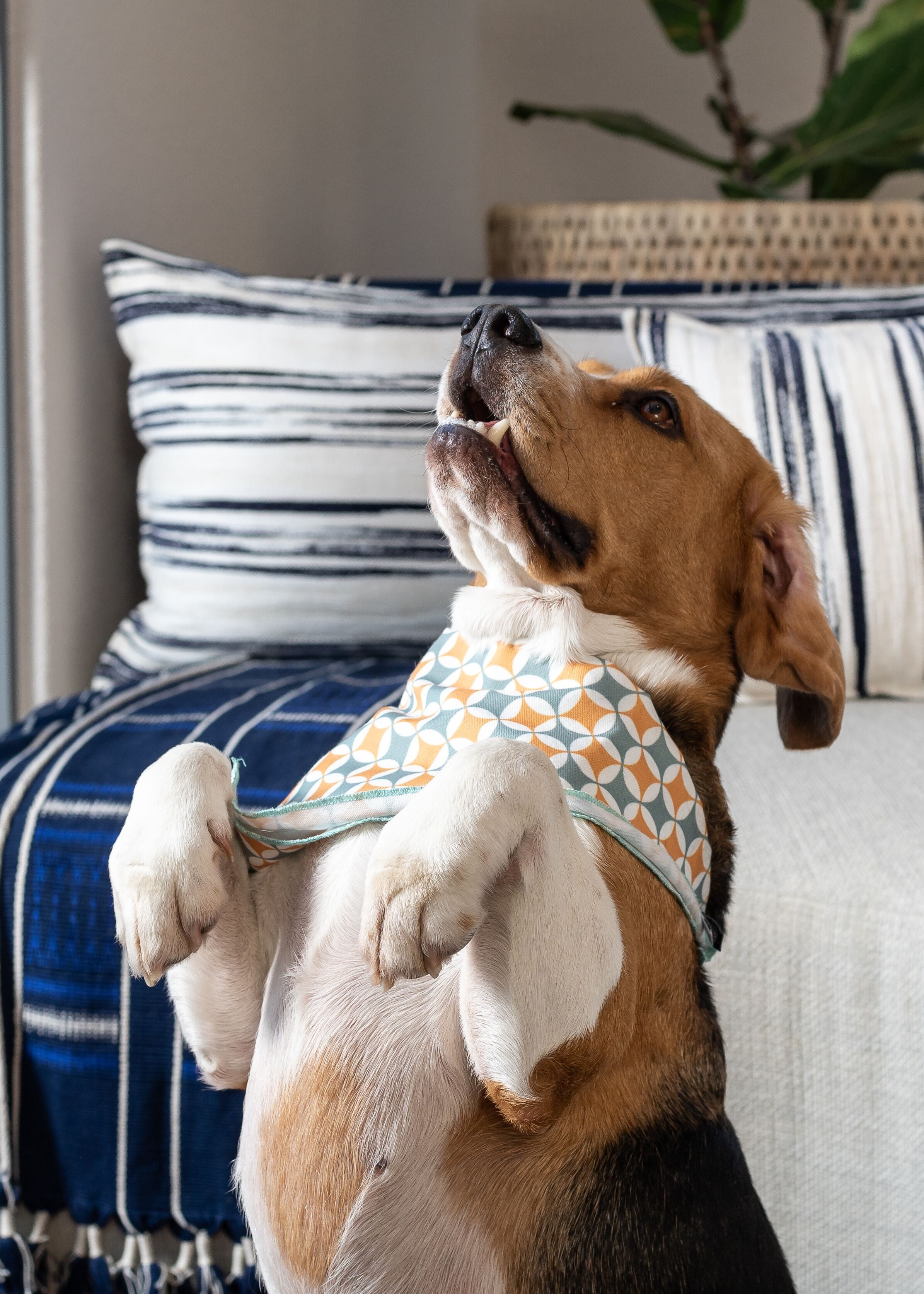 Photo - Home Suite Hotels Sea Point