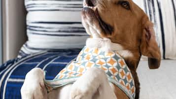 A dog sitting on a bed with striped pillows and a blue blanket.