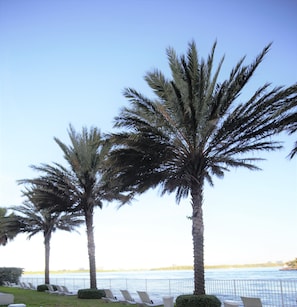 A row of palm trees and lounge chairs by a waterfront. - 2Bedroom-2Bathroom City View Steps Away from Bal Harbour Beach (Miami Beach)