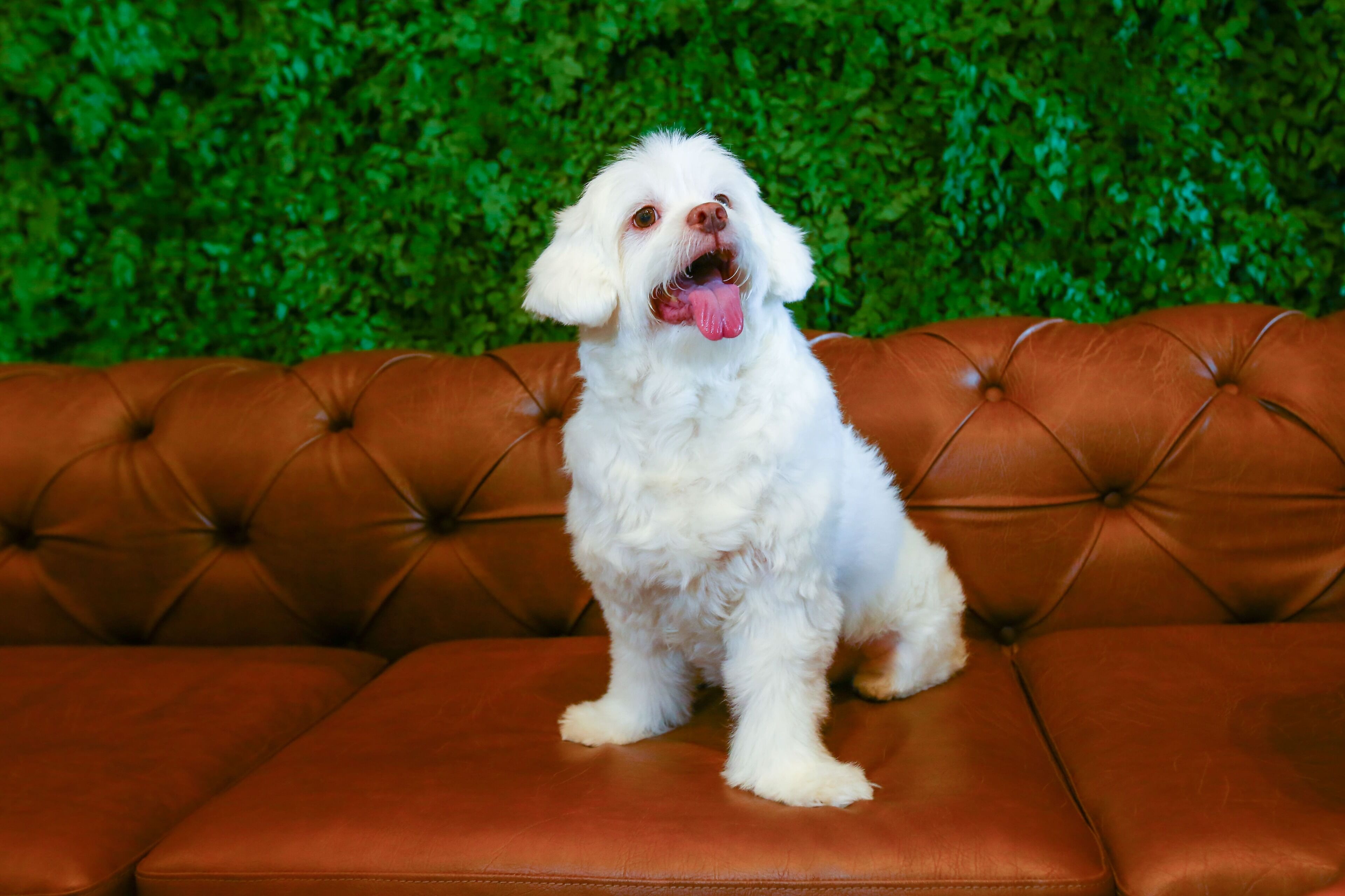 pet-friendly amenities