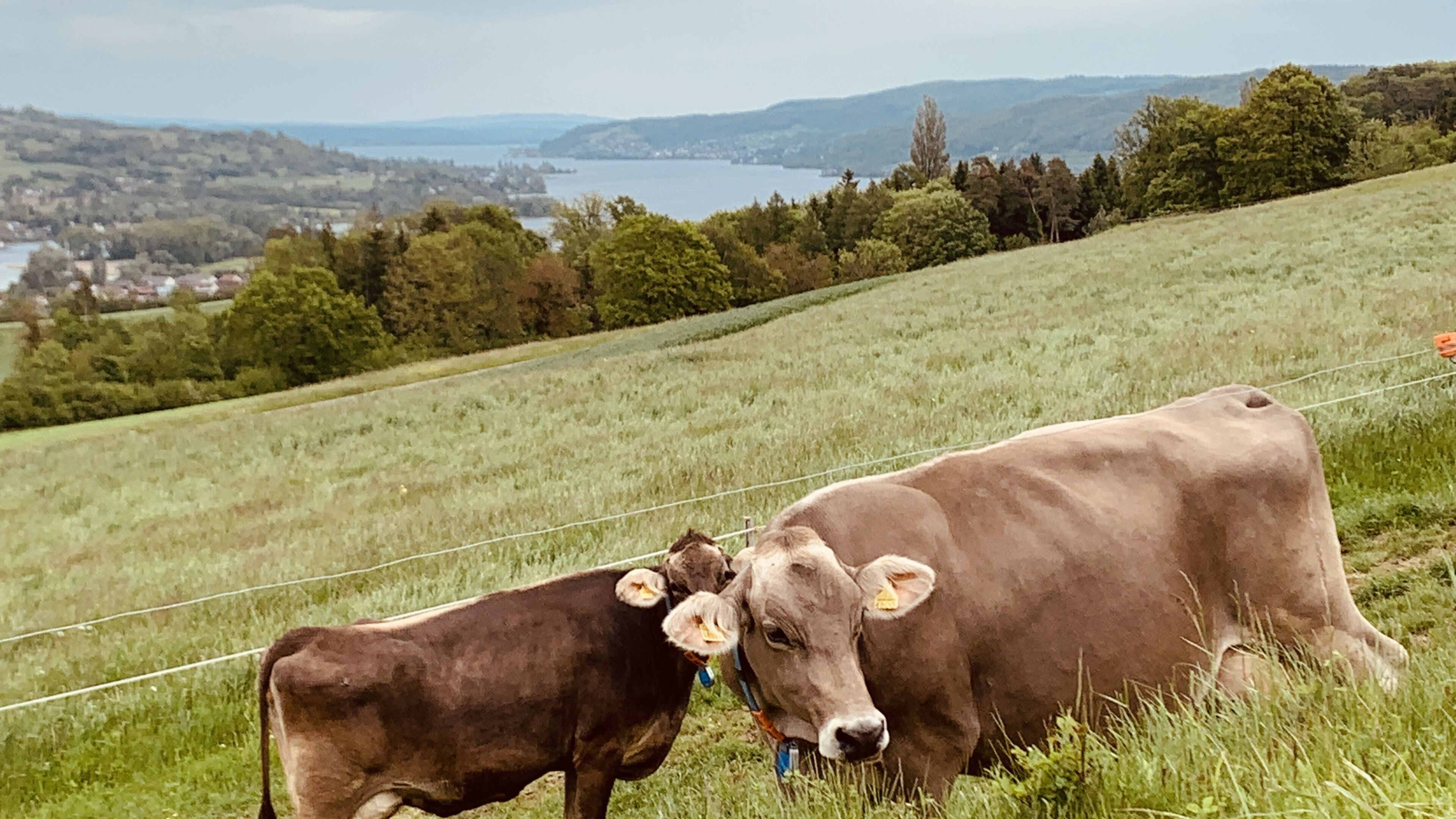 Apartment | Property grounds