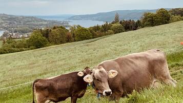 Apartment | Property grounds