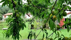 A garden with a stone table and chairs, surrounded by lush greenery and a tree with green fruits. - Burusenia - Hasparren (HASPARREN)
