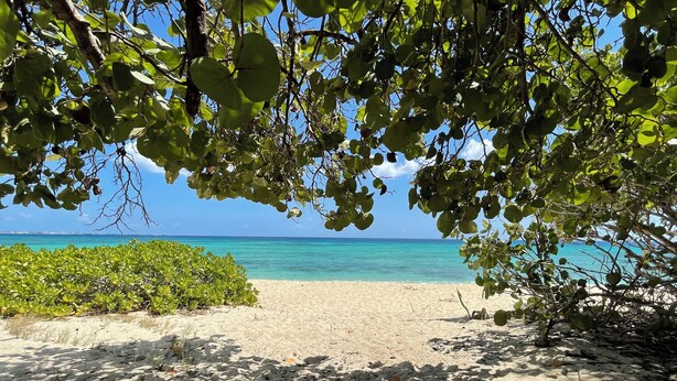 Una playa con agua turquesa cristalina, orilla de arena y follaje verde.