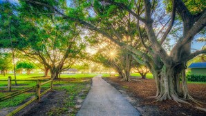 Un sentier bordé de grands arbres et agrémenté d’un banc, qui mène à un kiosque dans un parc.