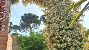 A stone archway covered in white flowers, leading to a brick staircase. - Villa Verde Cefalù sea view 2 (Cefalù)
