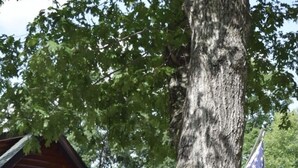 Une cabane en bois avec un panneau indiquant un numéro sur un arbre, un drapeau américain et un ciel dégagé.